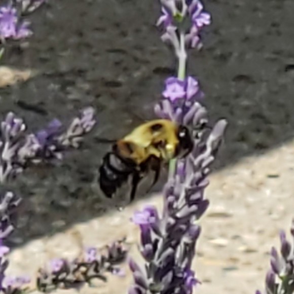 1lavenderbee